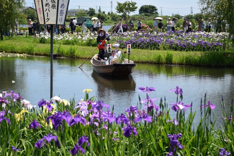 水郷佐原あやめ祭