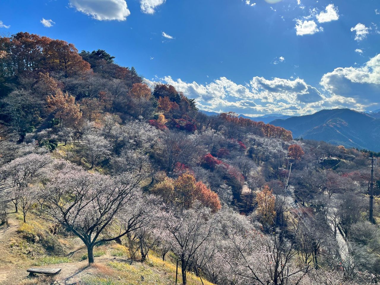 桜山まつり