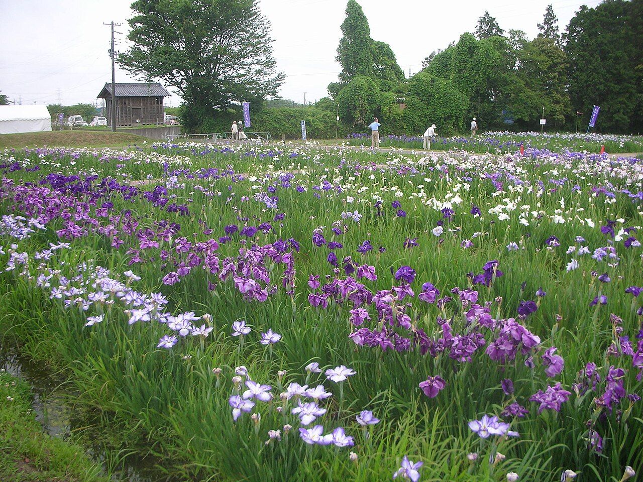 多賀城跡あやめまつり