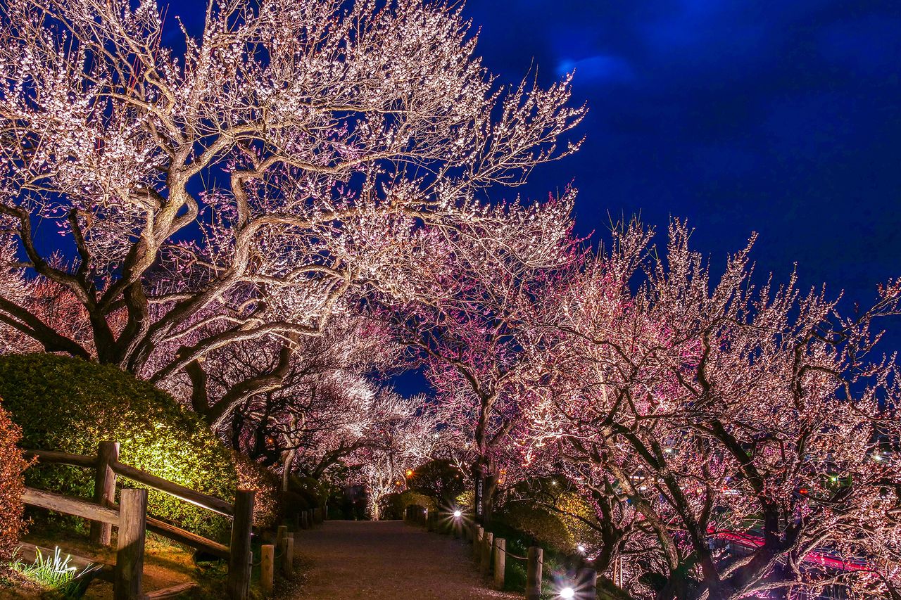 水戸の梅まつり